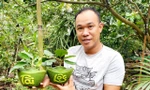 Bưởi hình hồ lô, thỏi vàng ở miền Tây giá hơn 1 triệu đồng/cặp chưng Tết