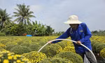 Rộn ràng làng hoa trăm tuổi ở Bến Tre