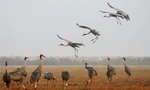 Đàn sếu đầu đỏ di cư vừa trở về Vườn quốc gia Tràm Chim