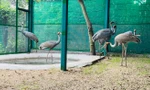 6 cá thể Sếu đầu đỏ nhập từ Thái Lan hoàn thành cách ly, sẵn sàng về Vườn Quốc gia Tràm Chim