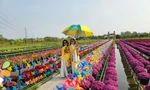 Làng hoa Sa Đéc đẹp rực rỡ, hút khách 'check - in' ngày Tết