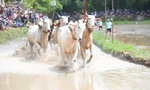 Hội đua bò Bảy núi mừng lễ Sen Dolta của đồng bào Khmer có gì độc đáo?