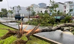 Khung cảnh tan hoang, cây đổ la liệt sau bão ở Đà Nẵng