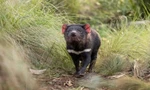 Quỷ Tasmania đang sinh sản và phát triển tốt ở khu bảo tồn tại Barrington Tops. Ảnh: Aussie Ark.