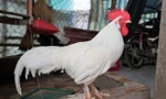 Lạ kỳ chú gà chỉ ăn gạo lứt, thích ngủ võng ở Đồng Tháp