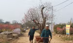 Việc vận chuyển cành đào mang lại thu nhập trung bình 1 triệu đồng/ngày cho lao động phổ thông