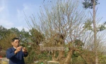 Người trồng đào ở Phú Thọ hối hả vào vụ Tết