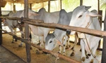 Tây Ninh: Giá trâu, bò giảm, nông dân than lỗ mà ngoài chợ thì giá thịt trâu, bò vẫn neo cao