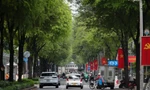 Những con đường rợp bóng cây xanh, xua tan cái nóng ở TPHCM