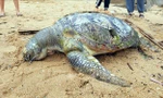 Xác rùa biển quý hiểm nặng hơn 80kg dạt vào bãi biển Vũng Tàu