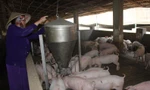 Người nuôi heo ở Đồng Nai thoát lỗ khi giá heo hơi liên tục tăng, dự báo còn tăng nữa?