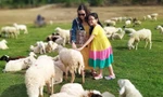 Đồi cừu đẹp như phim ở Bà Rịa - Vũng Tàu hút du khách dịp lễ 