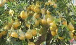 Bưởi vàng rực quả, giá hàng chục triệu đồng hút khách dịp Tết