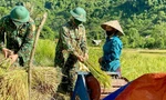 Bộ đội biên phòng xuống ruộng gặt lúa giúp người neo đơn