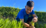 Thanh niên tình nguyện lội bùn cấy lúa giúp người dân
