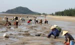 Hàng trăm người chen chúc lật cát tìm ngao trên bãi biển
