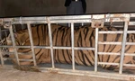 Phát hiện ô tô vận chuyển cá thể hổ nặng 235kg
