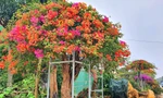 Hoa giấy ngũ sắc hàng chục triệu đồng chơi Tết