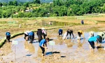 Thanh niên xuống ruộng bắt hơn 1 tấn ốc bươu vàng cứu lúa