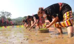 Đầu năm xem phụ nữ người Thái xuống ruộng cấy thi
