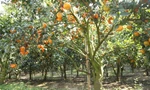 Nức lòng vườn cam Tết vàng ruộm, trĩu quả ở Bắc Giang