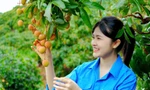 Đoàn viên, thanh niên tỉnh Bắc Giang chung tay tiêu thụ vải thiều