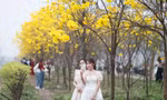Giới trẻ mê mẩn 'check in' đường hoa phong linh nở vàng rực ở Bắc Giang