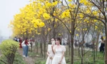 Giới trẻ mê mẩn 'check in' đường hoa phong linh nở vàng rực ở Bắc Giang