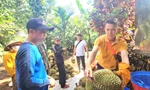 Sầu riêng nhiễm chất cấm sắp 'hết cửa' ở Đắk Lắk