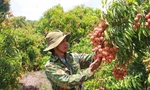 Vải thiều Đắk Lắk chín sớm, ồ ạt xuất ngoại
