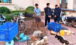 Bắt giữ 3 đối tượng trộm 3 tấn chó 