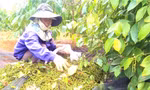 Giá hồ tiêu tăng cao, nông dân Tây Nguyên xuất bán nhỏ giọt