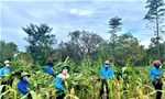 Các tình nguyện viên huyện Cư M'gar bẻ cành bắp cho gia súc
