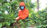 Khi hái cà phê, người dân vẫn trang bị khẩu trang, đảm bảo an toàn phòng chống dịch COVID-19