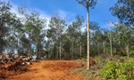 Nguyên giám đốc và người thân được cấp 'sổ đỏ' trên đất lâm nghiệp