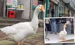 Happy Goose - chú ngỗng trợ lý làm việc mẫn cán khiến dân mạng thích thú