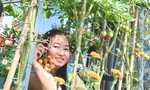 Vườn rau trái trĩu quả trên mái nhà của bà chủ 8x 