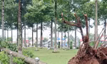 Lộ diện các gói thầu của Công ty cây xanh Công Minh ở Bình Dương, Bình Phước 