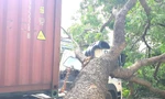 Tài xế container hoảng hồn khi cây xanh cổ thụ bất ngờ đè bẹp cabin 