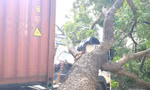 Tài xế container hoảng hồn khi cây xanh cổ thụ bất ngờ đè bẹp cabin 