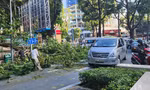 Nhánh cây rơi chắn ngang đường ở trung tâm TPHCM