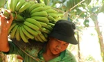 Nông dân Đồng Nai 'mất Tết' vì giá chuối thấp, nhiều vườn đành vứt bỏ