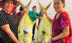 Ngư dân Hà Tĩnh 'trúng' mẻ cá vàng dương, thu về hơn 300 triệu đồng