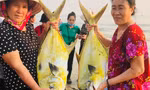 Ngư dân Hà Tĩnh 'trúng' mẻ cá vàng dương, thu về hơn 300 triệu đồng
