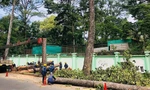 Đốn hạ hơn 400 cây xanh để làm tuyến Metro số 2 ở TPHCM