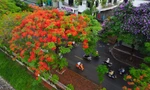 Hoa phượng đỏ 'thắp lửa' phố phường Hà Nội 