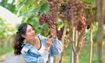 Giới trẻ thích thú check in nông trại nho trĩu quả ở ngoại thành Hà Nội