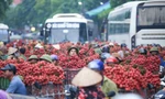 Hàng trăm xe nối đuôi chờ 'ngã giá' thu mua ở thủ phủ vải thiều 