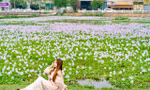 Giới trẻ Hà Nội thích thú 'check in' cánh đồng hoa lục bình tím biếc 