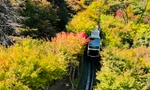 Du khách bị mùa thu Hàn Quốc mê hoặc